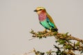 Lilac Breasted Roller perched on a branch Royalty Free Stock Photo