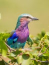 Lilac breasted roller perched in bush