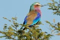 Lilac-breasted roller perched on a tree
