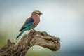 Lilac-breasted roller perches on dead tree branch Royalty Free Stock Photo