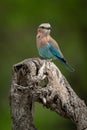 Lilac-breasted roller perches on twisted dead branch