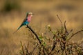 Lilac-breasted roller in profile on dead bush Royalty Free Stock Photo