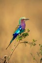Lilac-breasted roller in profile on leafy twig Royalty Free Stock Photo