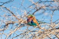 Lilac Breasted Roller sitting on a tree branch Royalty Free Stock Photo