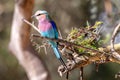 Lilac-Breasted Roller, Kenya, Africa Royalty Free Stock Photo