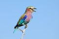 Lilac-breasted roller - South Africa