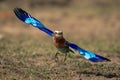 Lilac-breasted roller spreads wings to take off Royalty Free Stock Photo