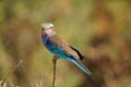 Lilac-breasted Roller is standing on a thin branch. The national bird of Kenya. Royalty Free Stock Photo