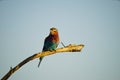 Lilac-breasted Roller is standing on a tree branch. The national bird of Kenya. Royalty Free Stock Photo