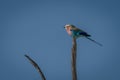 Lilac-breasted roller on stump below blue sky Royalty Free Stock Photo