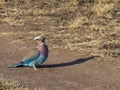 A lilac-breasted roller swallowing lizard in masai mara
