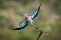 Lilac-breasted roller takes off from thorny branch Royalty Free Stock Photo