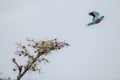 Lilac-breasted roller taking off from whistling thorn