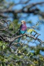 Lilac-breasted roller on tangled branches turning head