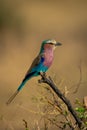 Lilac-breasted roller on thick twig in profile Royalty Free Stock Photo