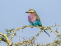 Lilac breasted roller in thorny bush