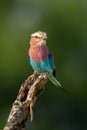 Lilac-breasted roller turns head on dead twig Royalty Free Stock Photo