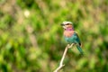 Lilac-breasted roller on twig with open beak Royalty Free Stock Photo
