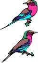 Lilac - breasted roller vector