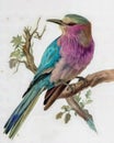 Lilac breasted roller watercolor