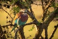 Lilac-breasted roller on whistling thorn watches camera Royalty Free Stock Photo
