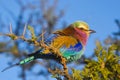 Lilac-breasted Rollers (Coracias caudatus) Royalty Free Stock Photo