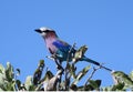 Lilac Brested Roller Royalty Free Stock Photo