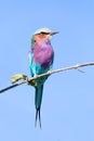 Lilac-brested roller, africa safari wildlife Royalty Free Stock Photo