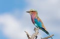 Lilac-brested roller, africa safari wildlife Royalty Free Stock Photo