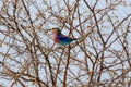 A lilac brested roller in Etosha national park Royalty Free Stock Photo