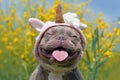 Lilac brindle colored French Bulldog dog with funny pink unicorn hat, closed eyes and tongue sticking out on blurry yellow flower