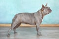 Lilac brindle French Bulldog dog