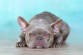 Lilac brindle French Bulldog dog with yellow eyes