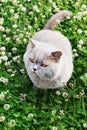 Lilac british cat sitting on a floral lawn