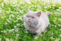 Lilac british cat