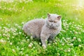 Lilac british cat sitting on a summer green grass