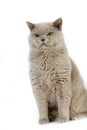 Lilac British Shorthair Domestic Cat, Male against White Background