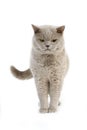 Lilac British Shorthair Domestic Cat, Male standing against White Background Royalty Free Stock Photo