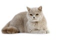 Lilac British Shorthair Dometic Cat, Female standing against White Background Royalty Free Stock Photo
