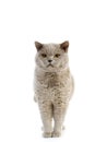 Lilac British Shorthair Dometic Cat, Male standing against White Background Royalty Free Stock Photo