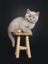 Lilac British Shorthair kitten on black Royalty Free Stock Photo