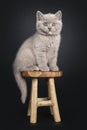 Lilac British Shorthair kitten on black Royalty Free Stock Photo