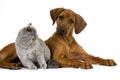 Lilac British Shorthair Male Domestic Cat and Rhodesian Ridgeback, 3 Months old Pup