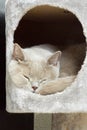 Lilac british shorthair sleeping