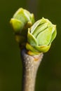 Lilac bud