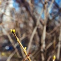 Lilac bud, twigs, city landscape natural blue sky blurred background. Early spring concept Royalty Free Stock Photo