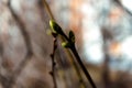 Lilac bud, twigs, city landscape natural blue sky blurred background. Early spring concept Royalty Free Stock Photo