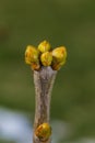 Lilac buds