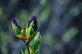 Lilac buds with green leaves under the bright sun.