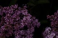 Lilac with buds and purple flowers on a black background. Spring photo